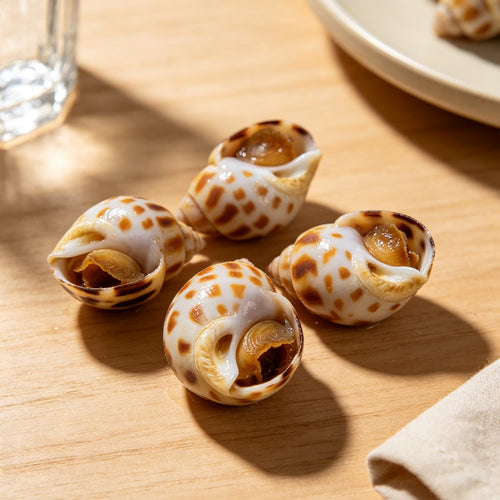 Delicate Sea Snail Conch 2